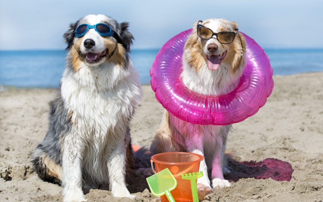 Enjoy “The Dog Days” Of Summer Saturdays & Twilight Tuesdays With Us!