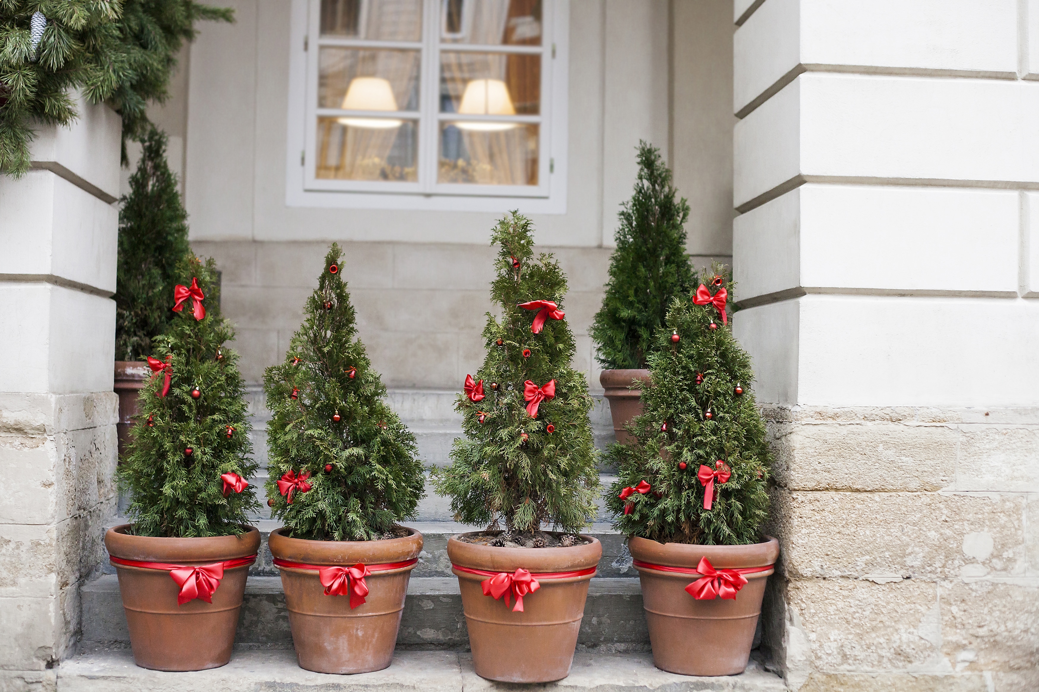 Christmas Trees on Steps